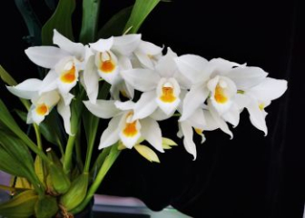 Thanh Dam Tuyet Ngoc Orchid - A rare endemic orchid species of Vietnam