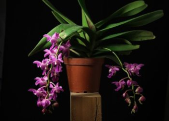 Pink Dendrobium Orchid - A to Z guide to planting and caring
