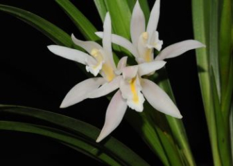 White Jade Orchid - Origin, characteristics and how to grow