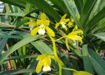 Hue Green Orchid - A rare Cymbidium species of Vietnam