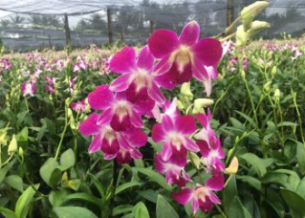 Dendro Sonia Orchid - Growing & Care Techniques from A to Z