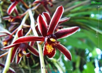 Two-color Cymbidium Orchid - Origin, planting techniques & care