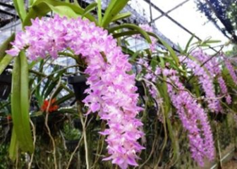 Fox-tailed orchids - Characteristics, how to grow & stimulate flowering