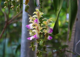 Three-color Dendrobium Orchid - Characteristics, origin, and growing methods