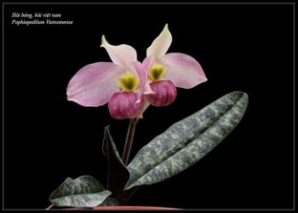 Vietnamese Paphiopedilum - Endemic orchid species in Vietnam's limestone mountains