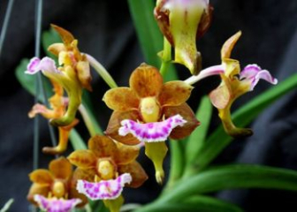 Fan-lip orchid - Origin, Characteristics and Care