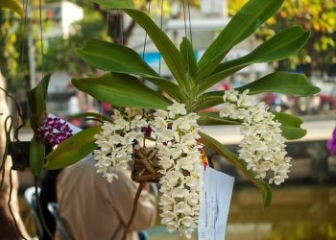 mutated Dai Chau orchid - HOT Mutant Cymbidium Orchids