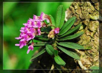 Butterfly Egg Orchid - Miniature wild orchid, small but mighty